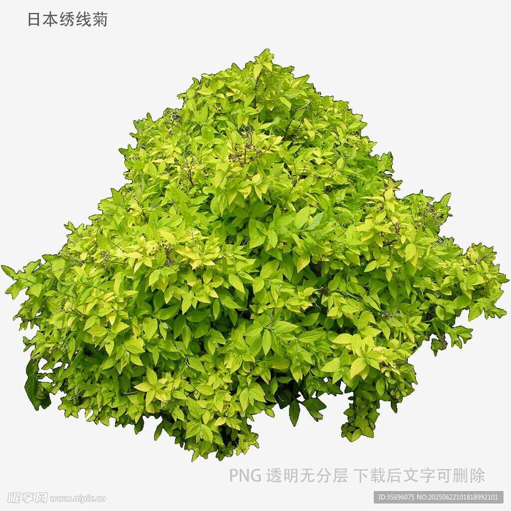 翠綠茂盛的灌木植物