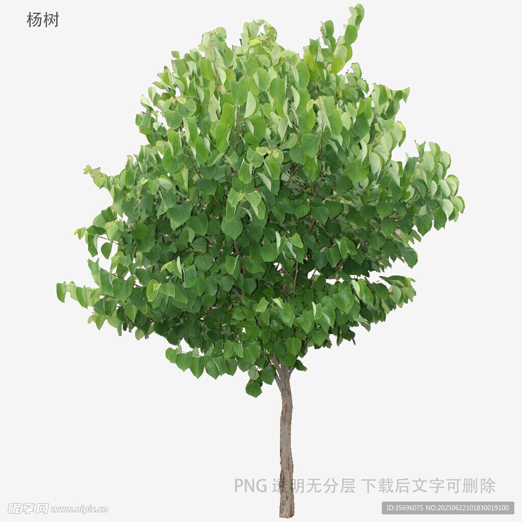 單棵蔥郁綠樹