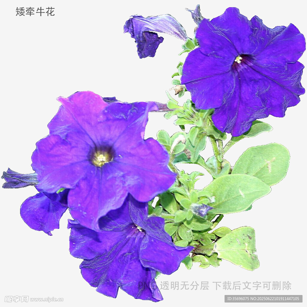 紫色矮牽?；ㄌ貙? />
                            </div>
                    </div>
                </div>



                <div   id=