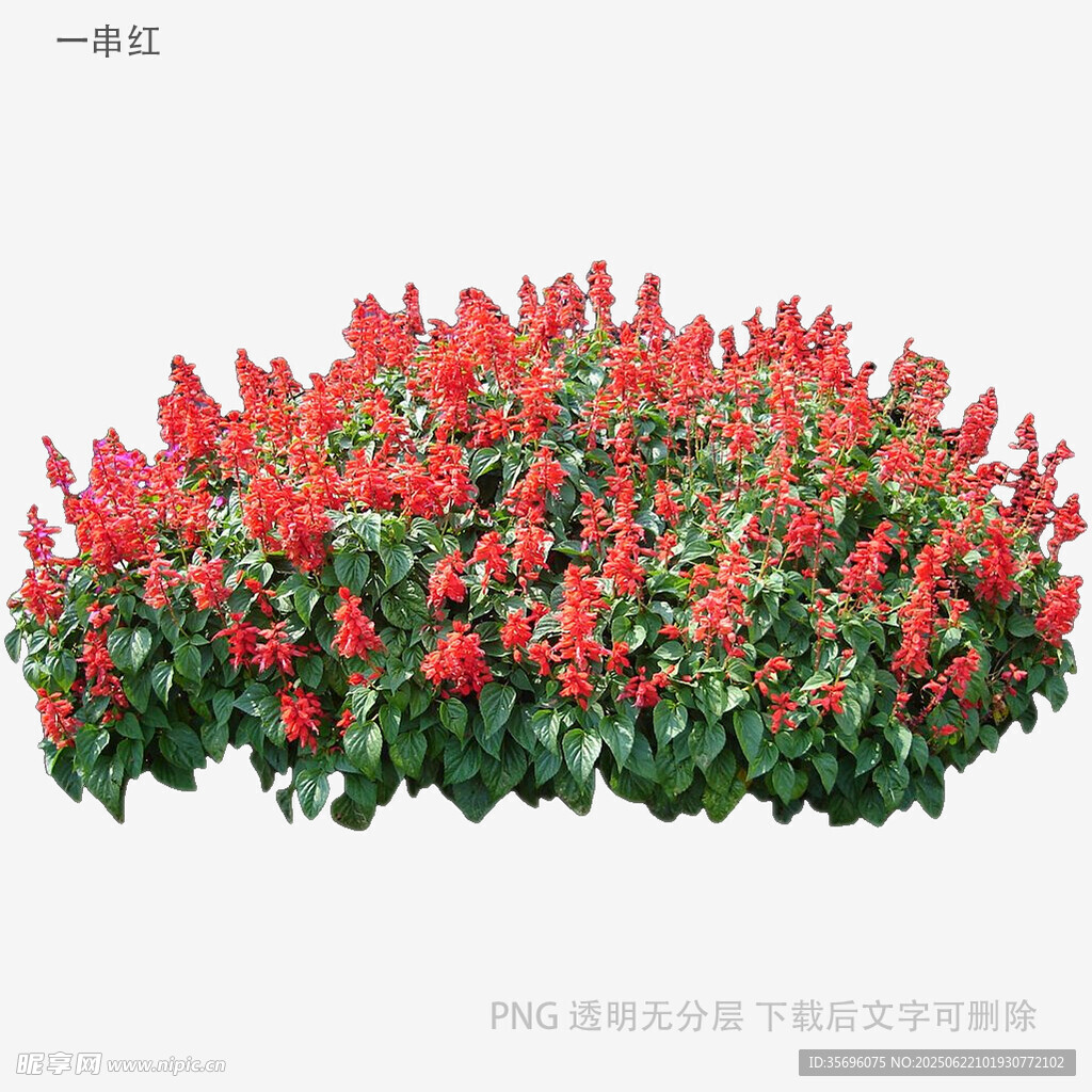 鮮艷一串紅花卉植物