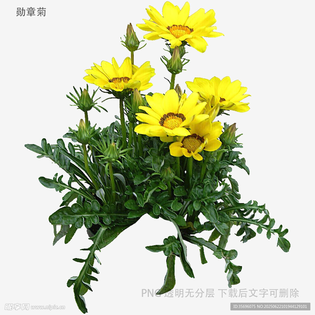 黃色菊花植物特寫