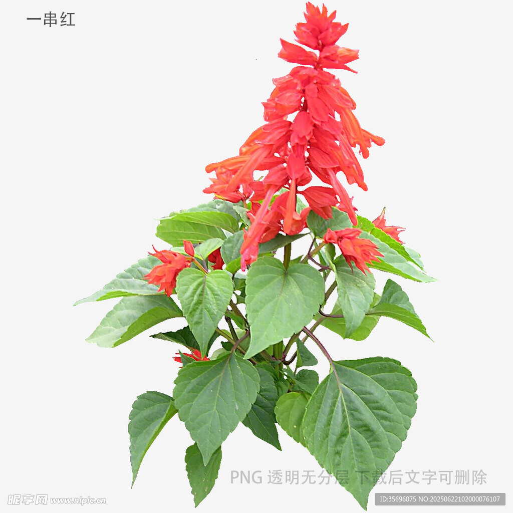 一串紅花卉特寫