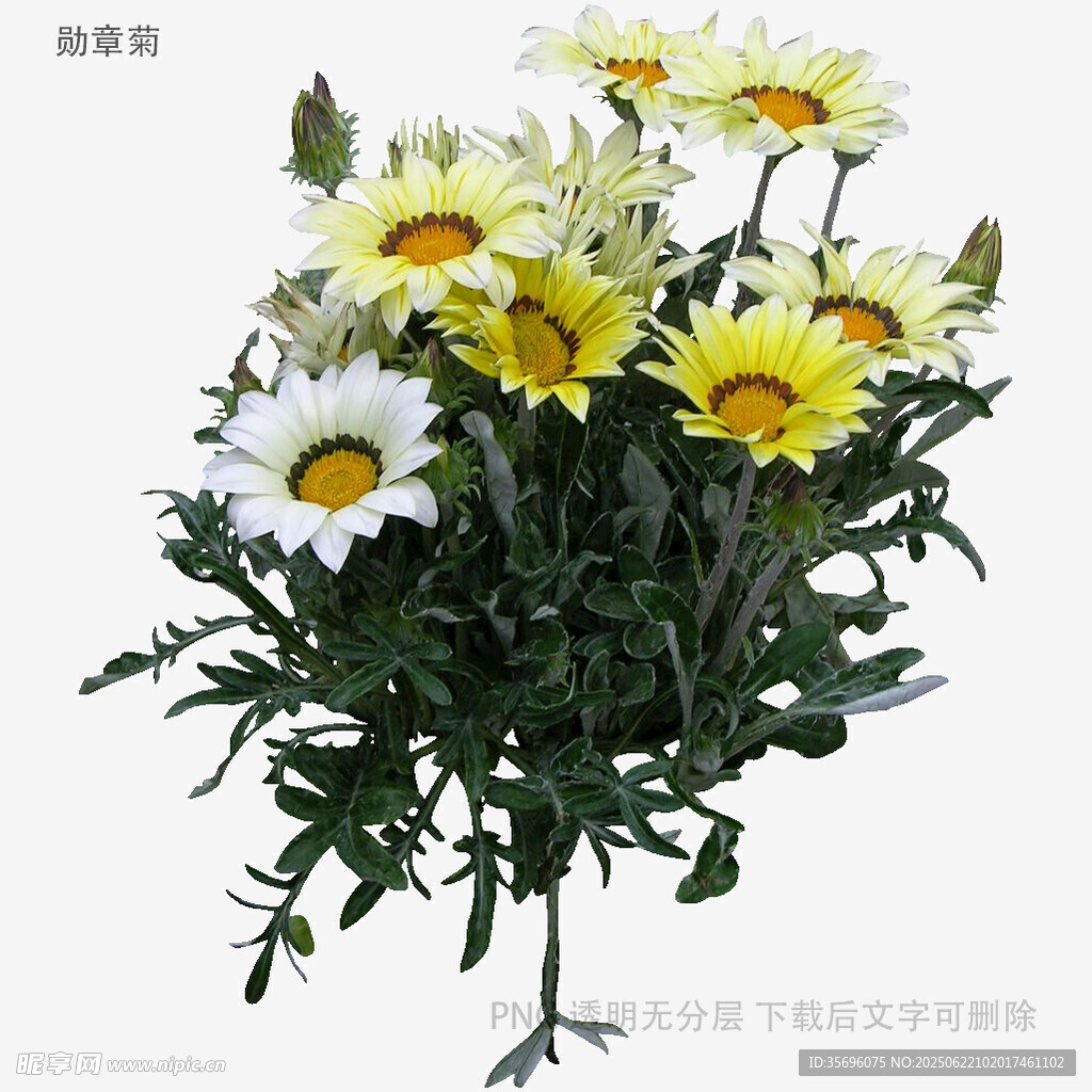 一束清新黃白雛菊插花