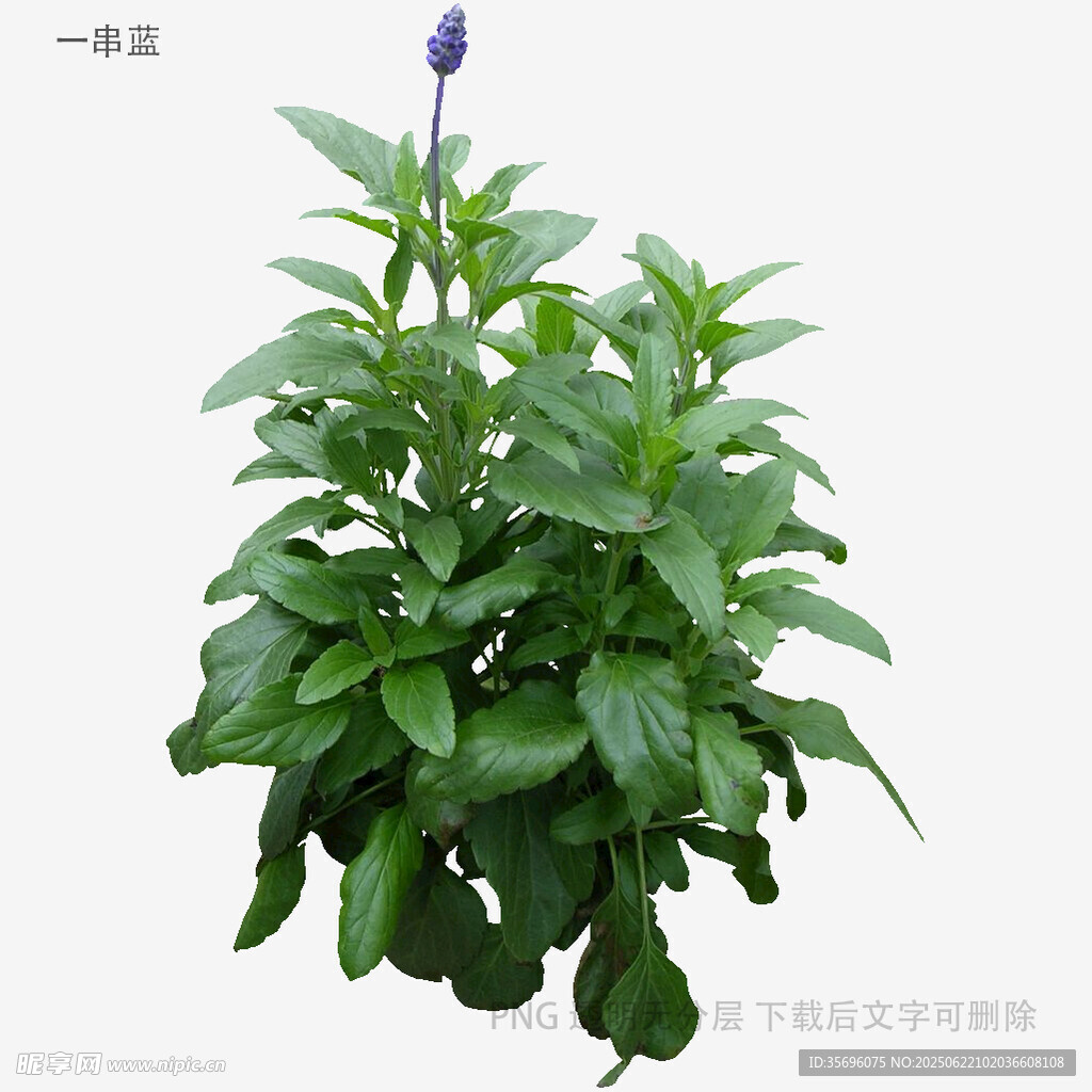 綠葉紫花植物特寫