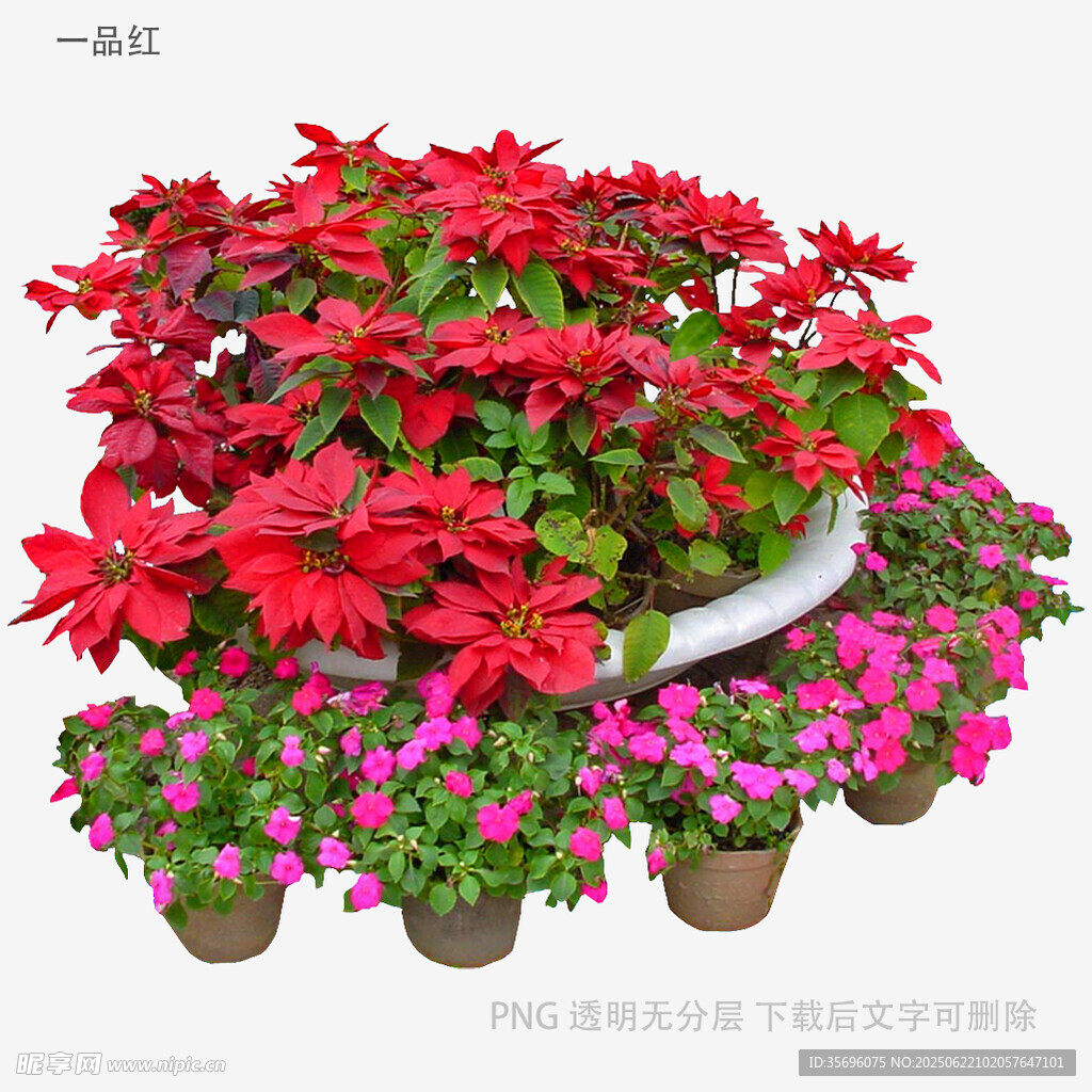 多彩花卉盆栽組合展示