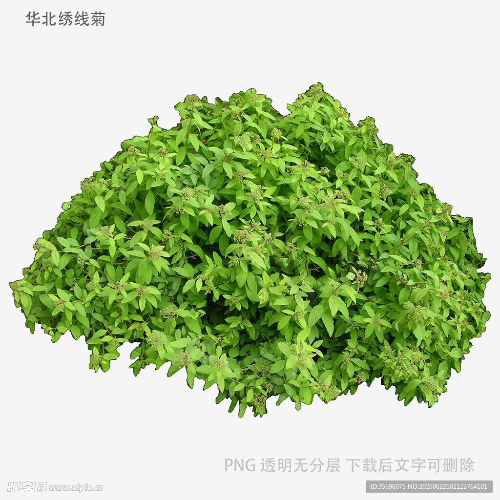 新鮮茼蒿蔬菜特寫