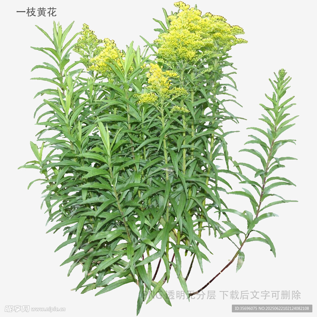 一枝黃花植物特寫