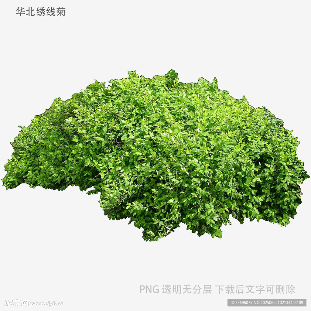 翠綠茂盛的平面植物模型