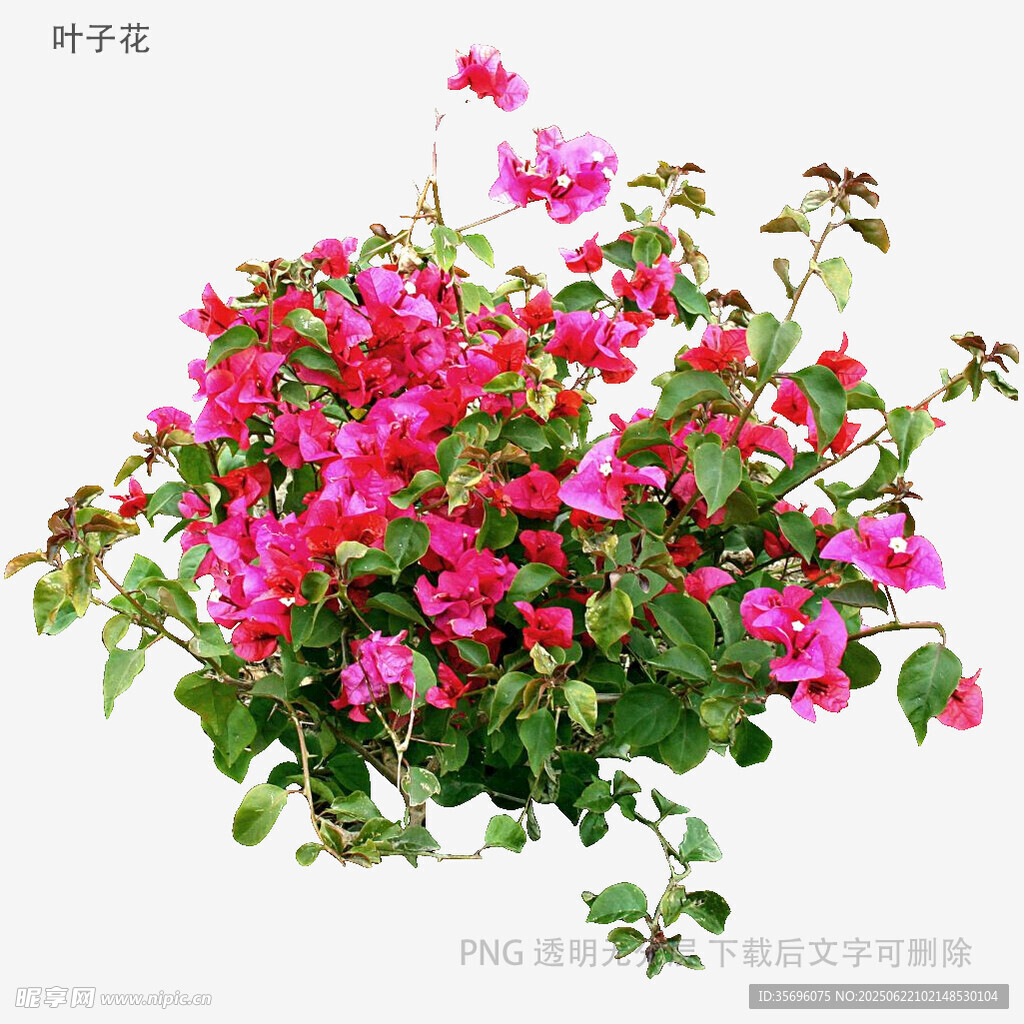 艷麗三角梅盆栽花卉