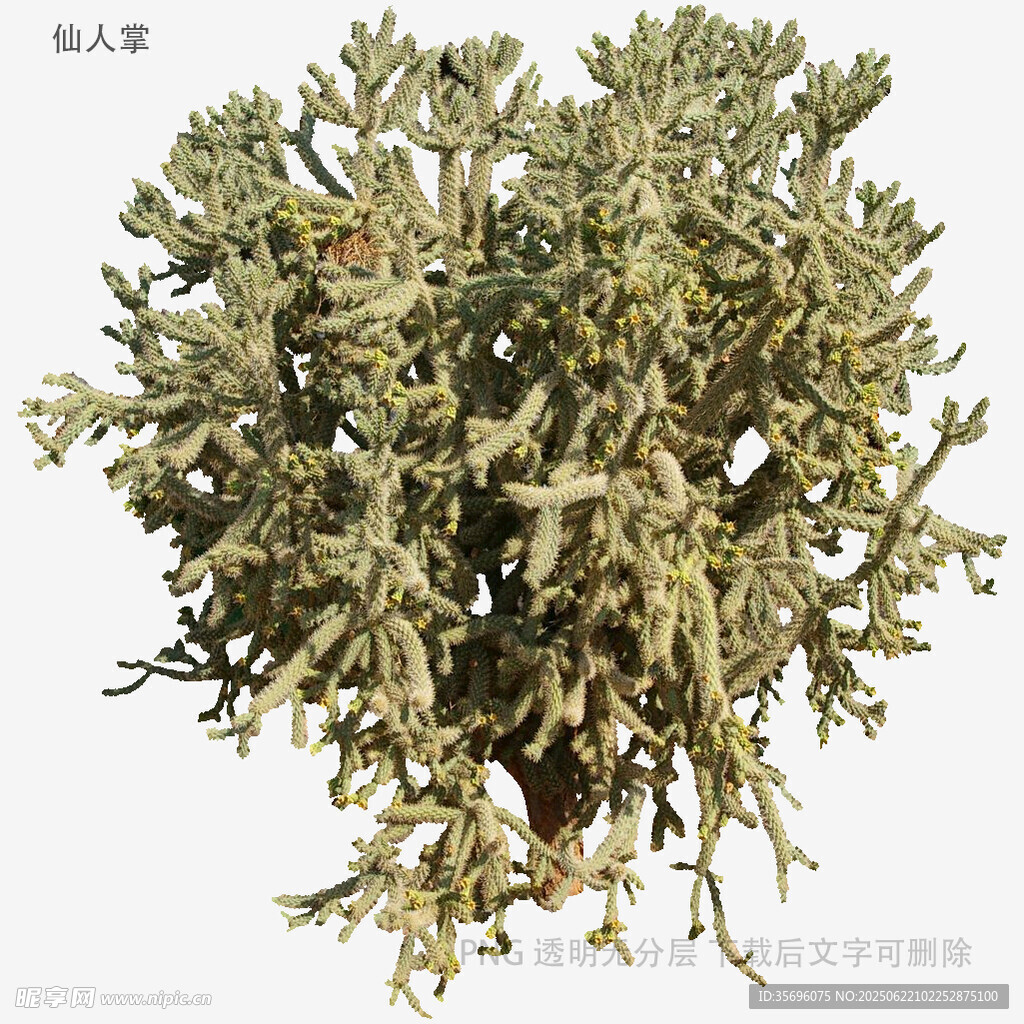 灰綠色苔蘚植物特寫