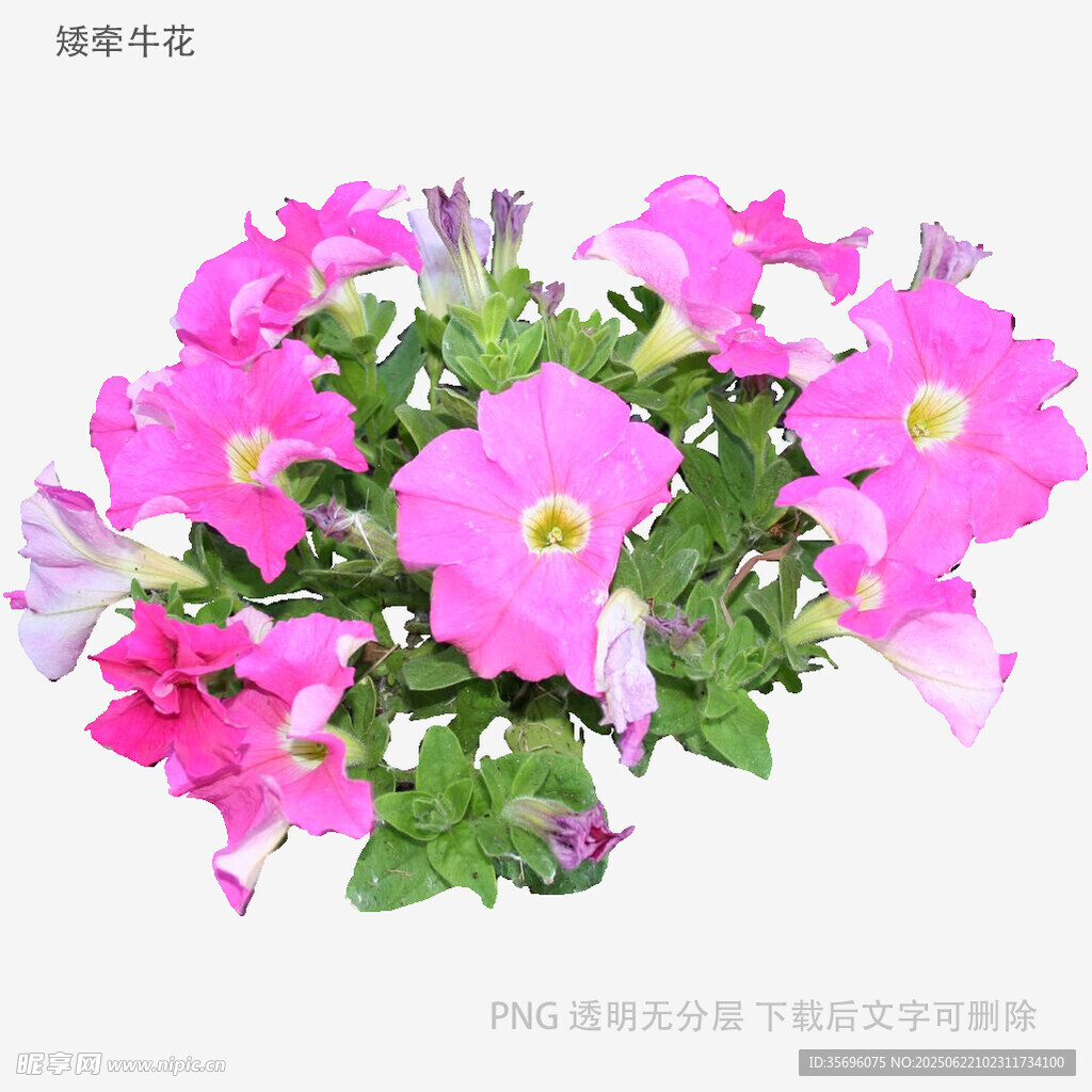 艷麗粉色矮牽牛花卉
