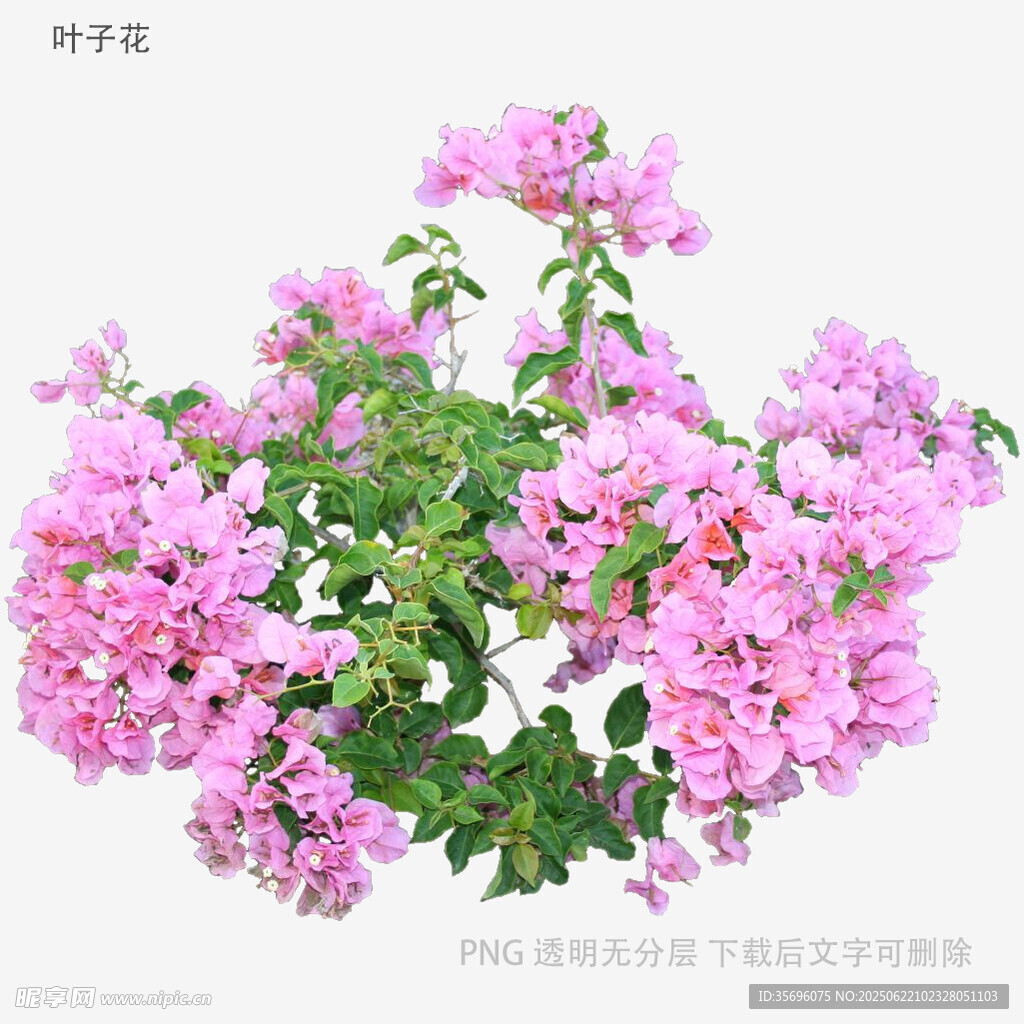 嬌艷三角梅綻放