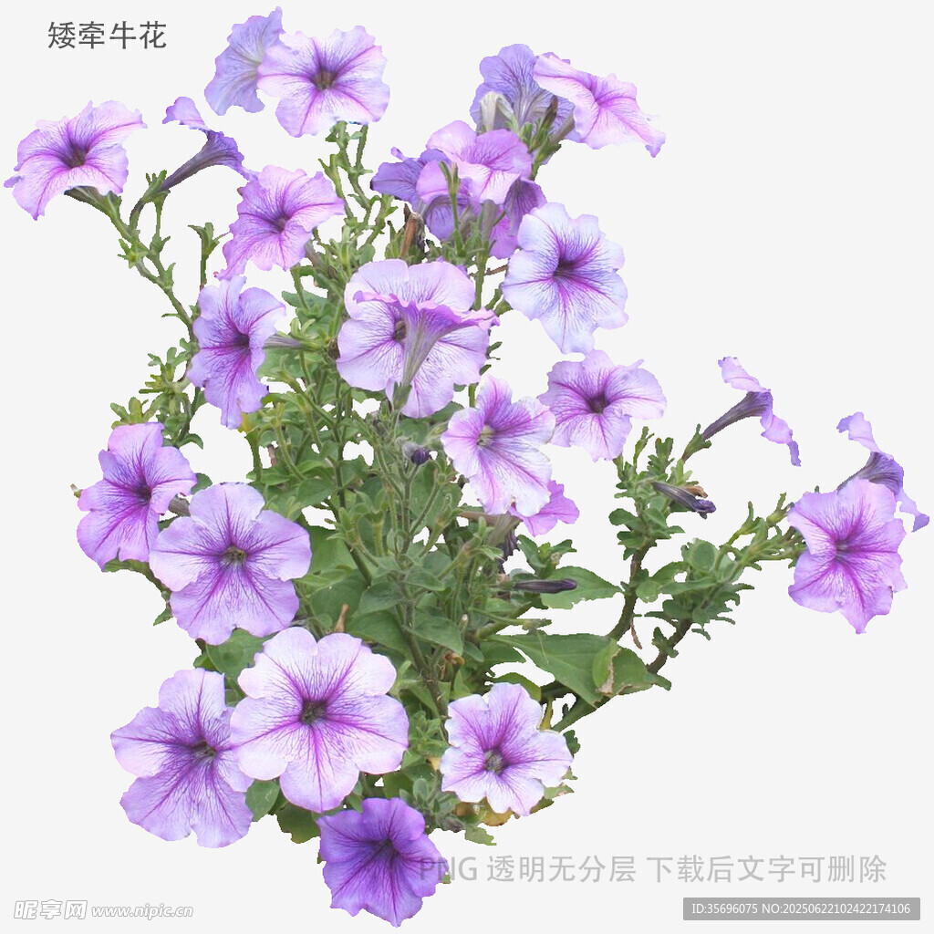 紫色矮牽?；ɑ芴貙? />
                            </div>
                    </div>
                </div>



                <div   id=