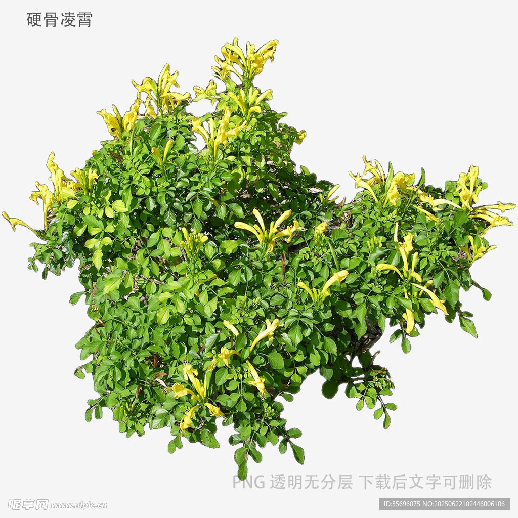 翠綠繁茂的綠植景觀