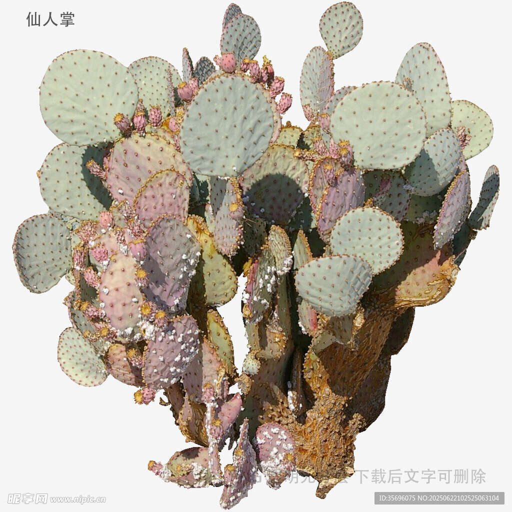 多彩仙人掌特寫