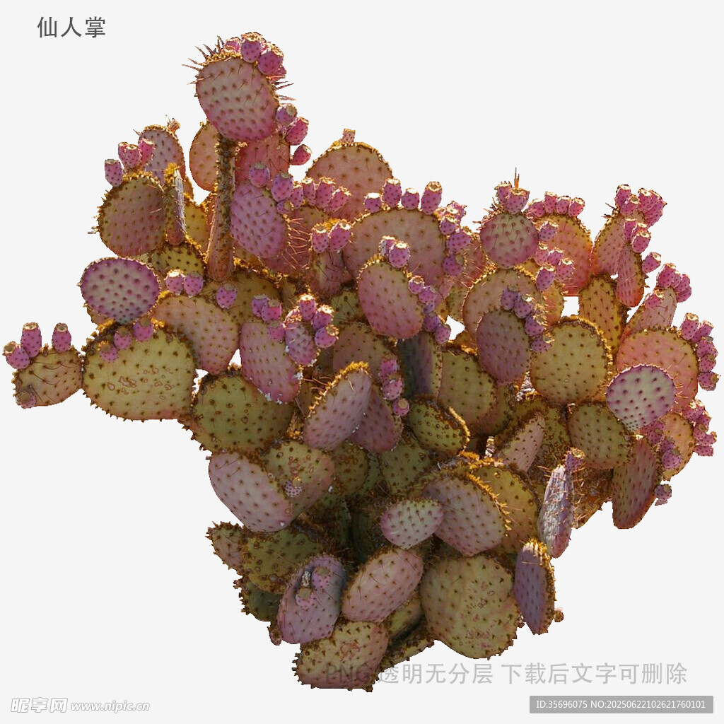 多彩仙人掌植物特寫