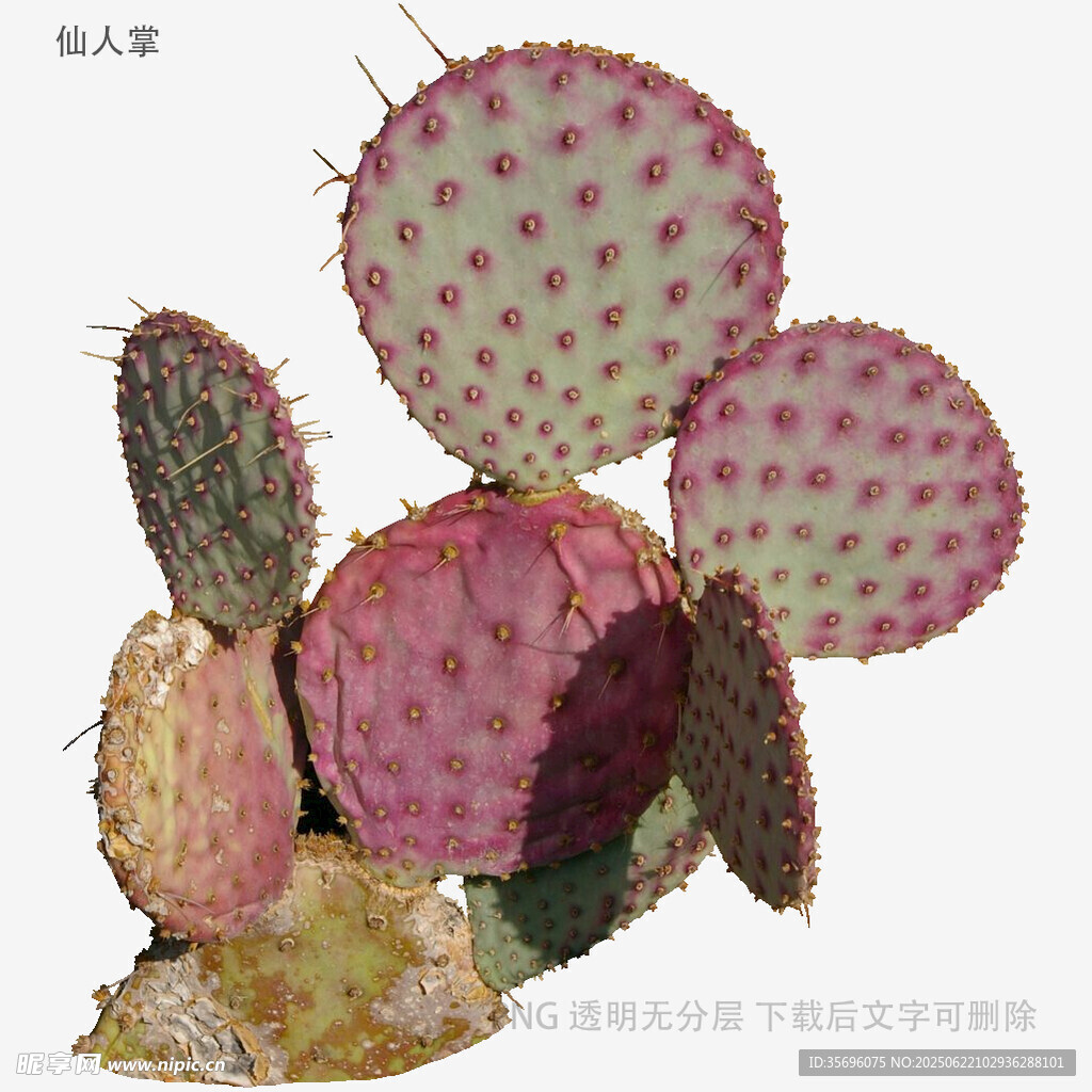 多彩仙人掌特寫