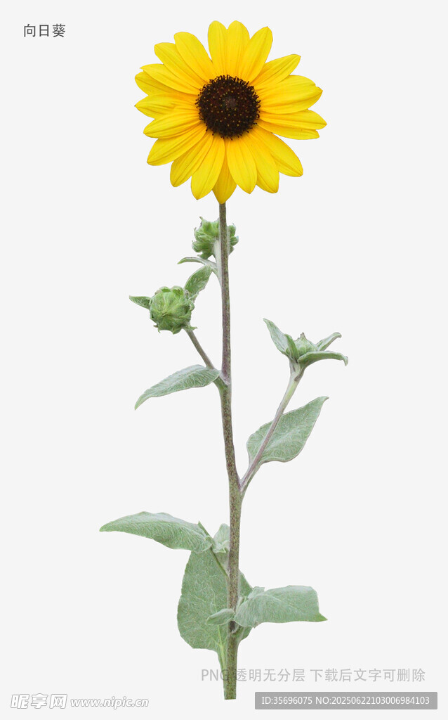 黃色向日葵單枝植物圖