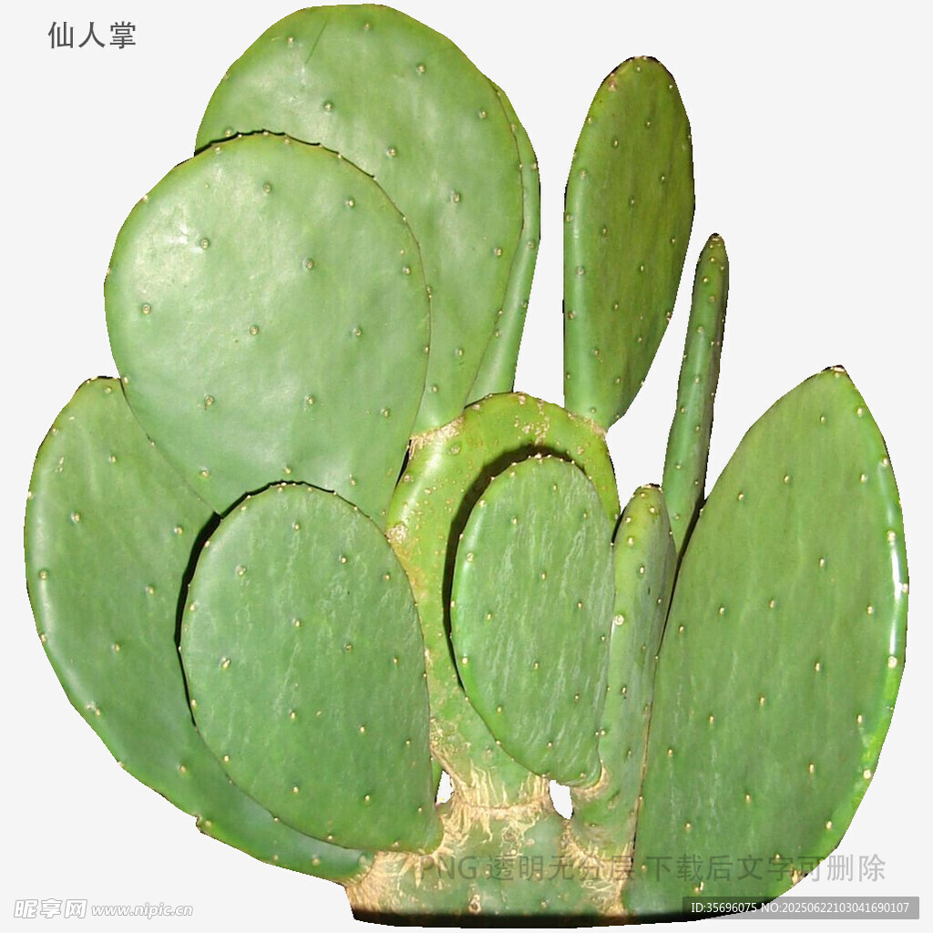 圓潤(rùn)可愛的仙人掌植物