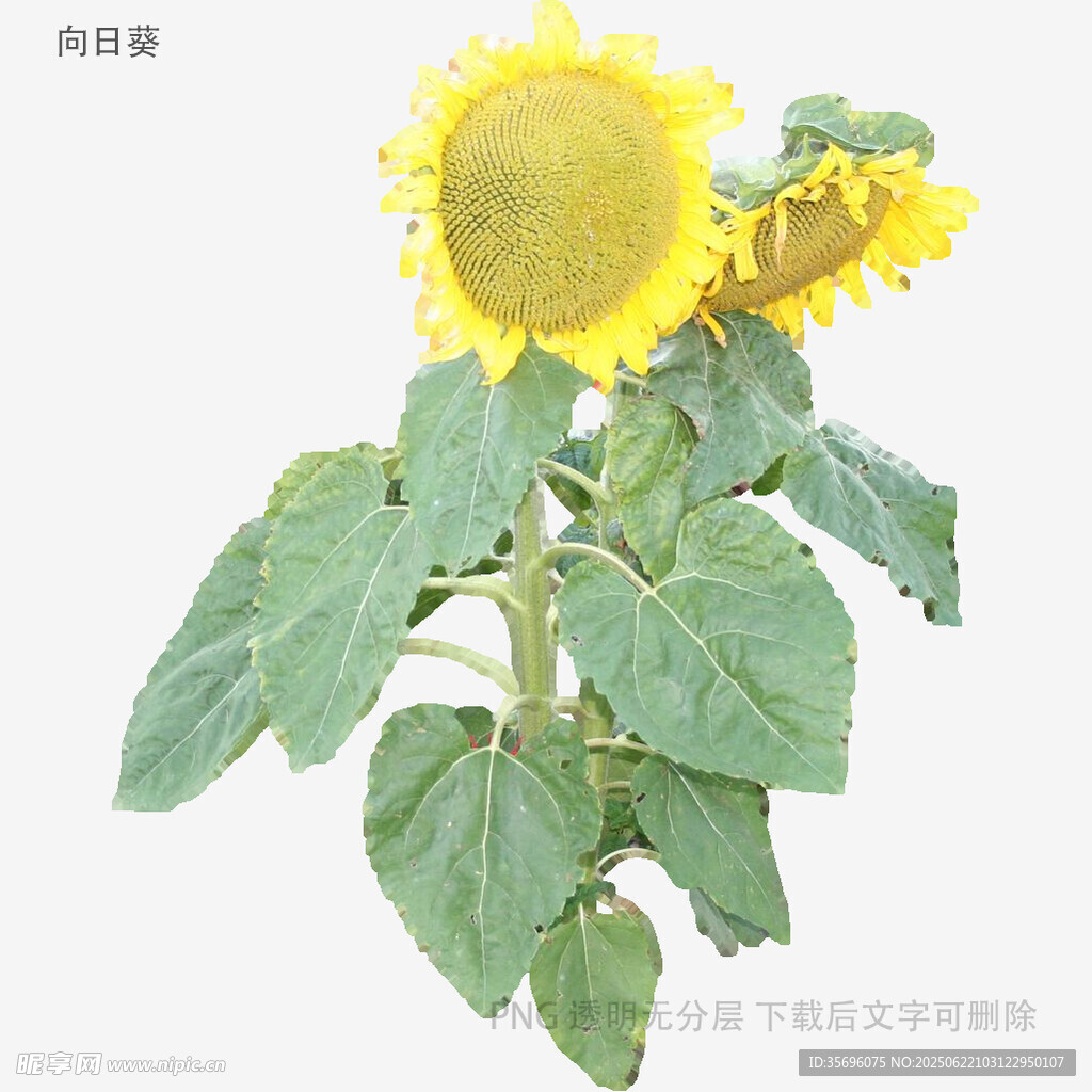 兩朵向日葵植株特寫