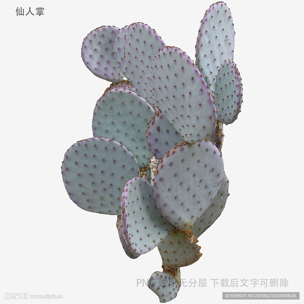 紫邊仙人掌特寫