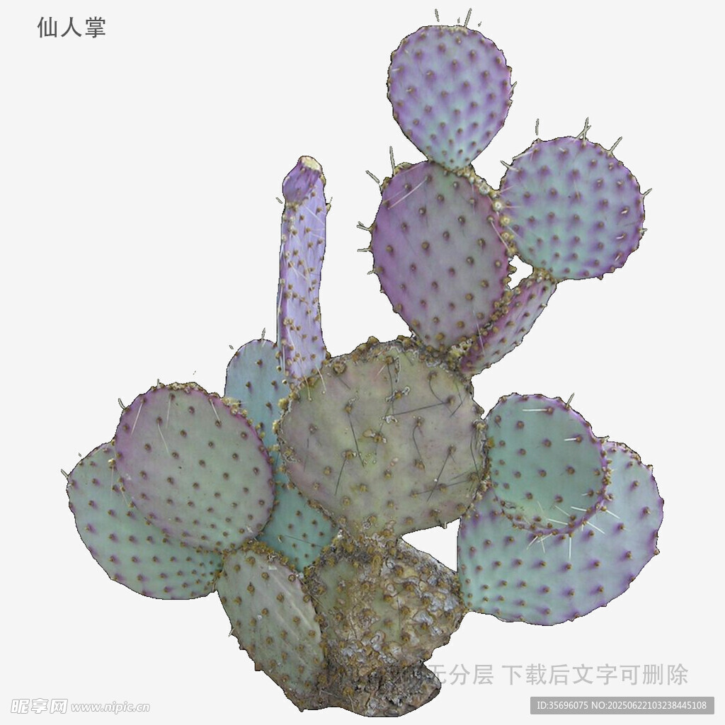 多彩仙人掌植物插畫