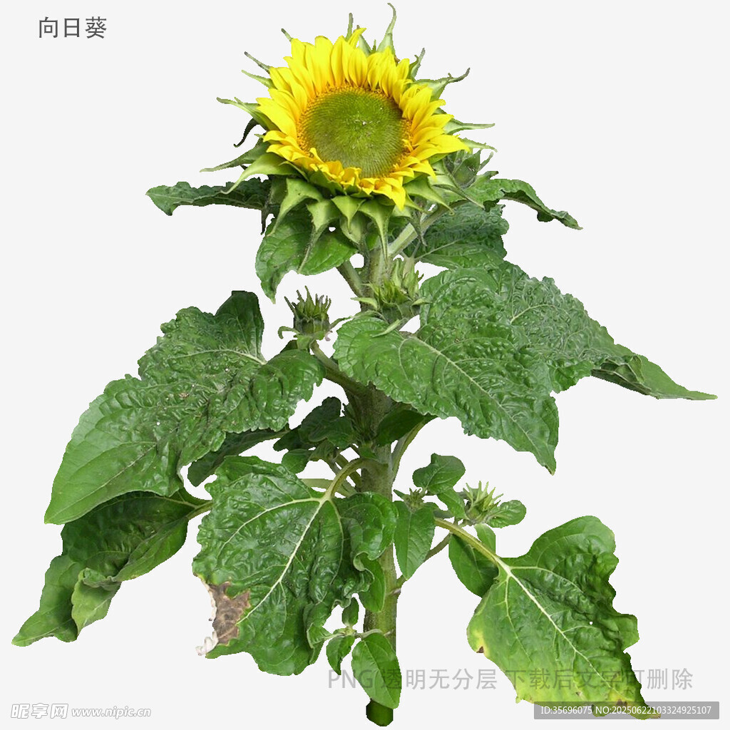 盛開的向日葵植株