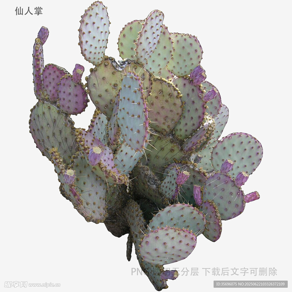 多彩仙人掌特寫