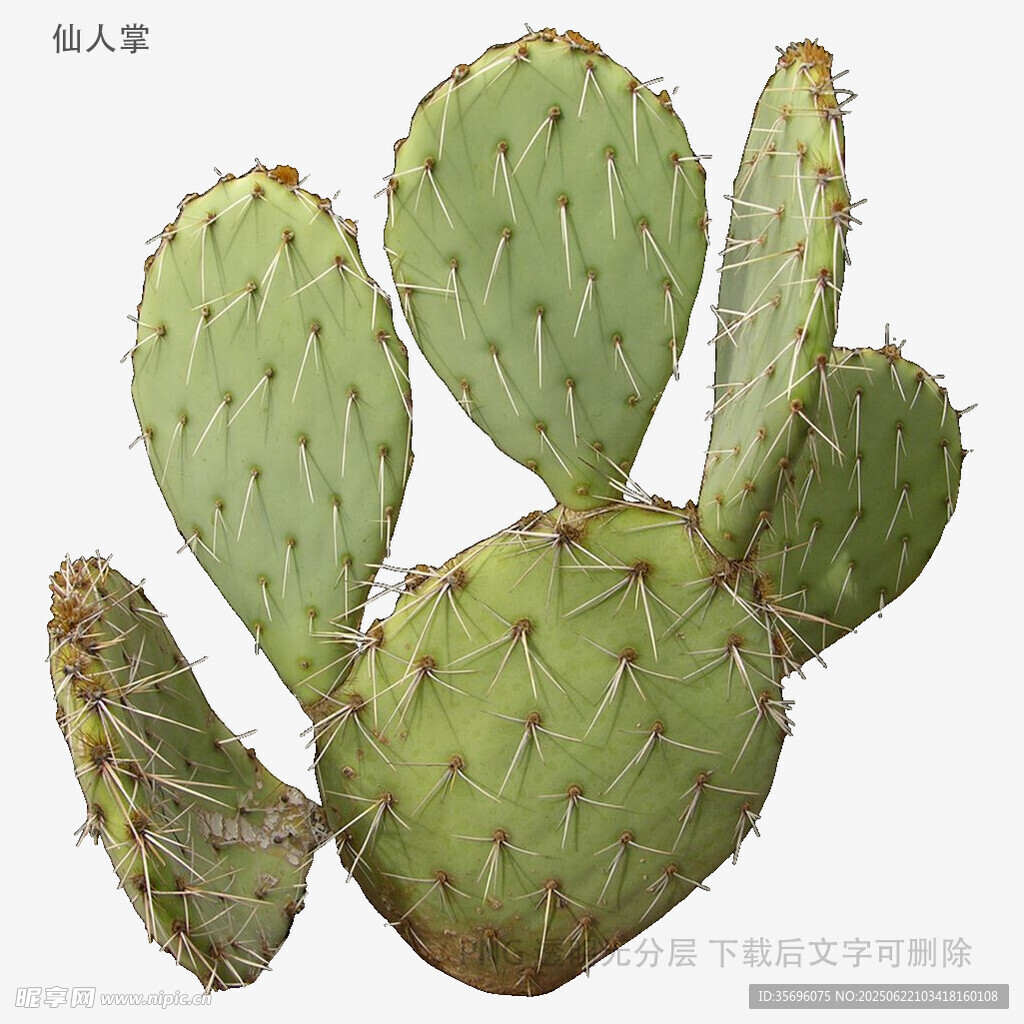 多片翠綠仙人掌特寫