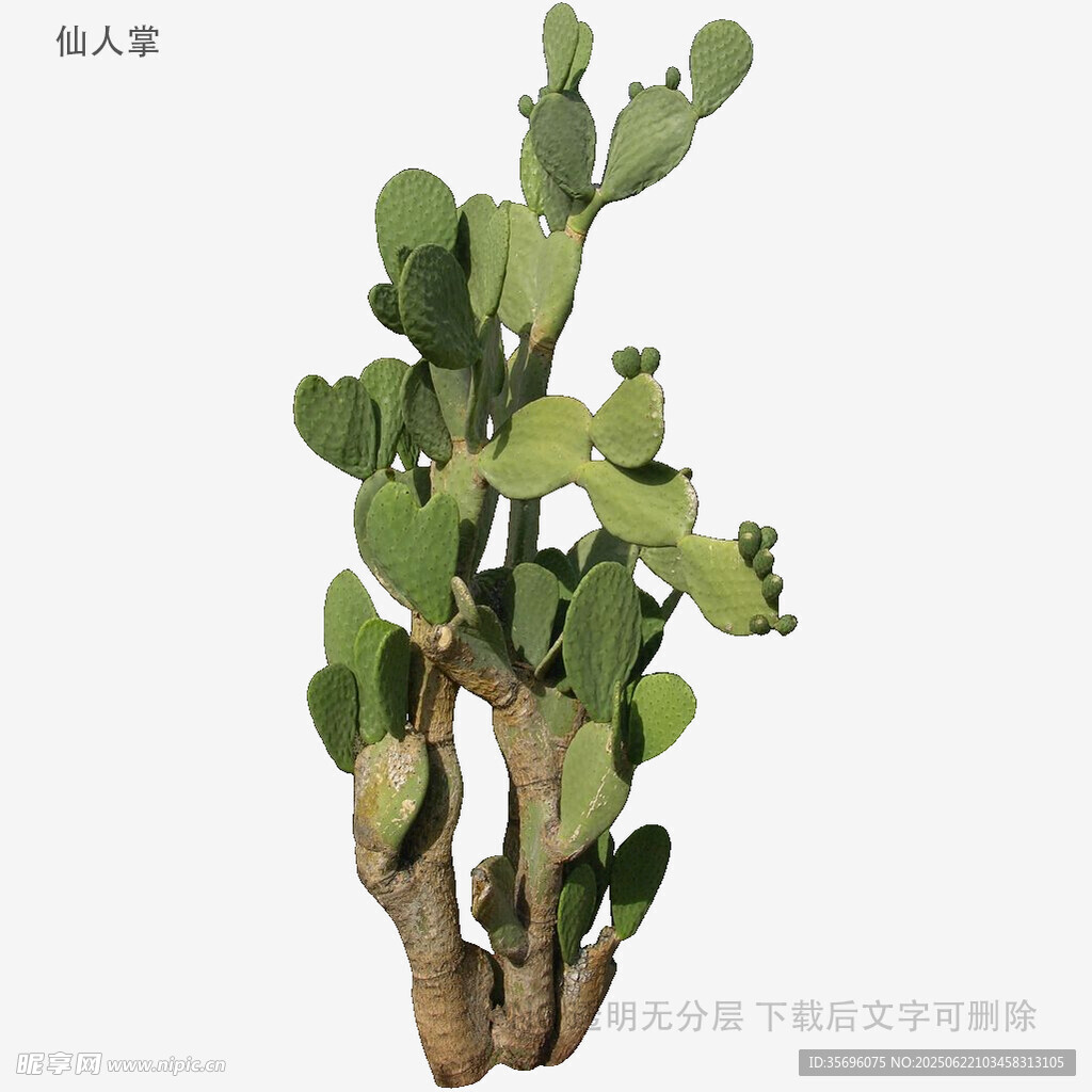仿真仙人掌擺件