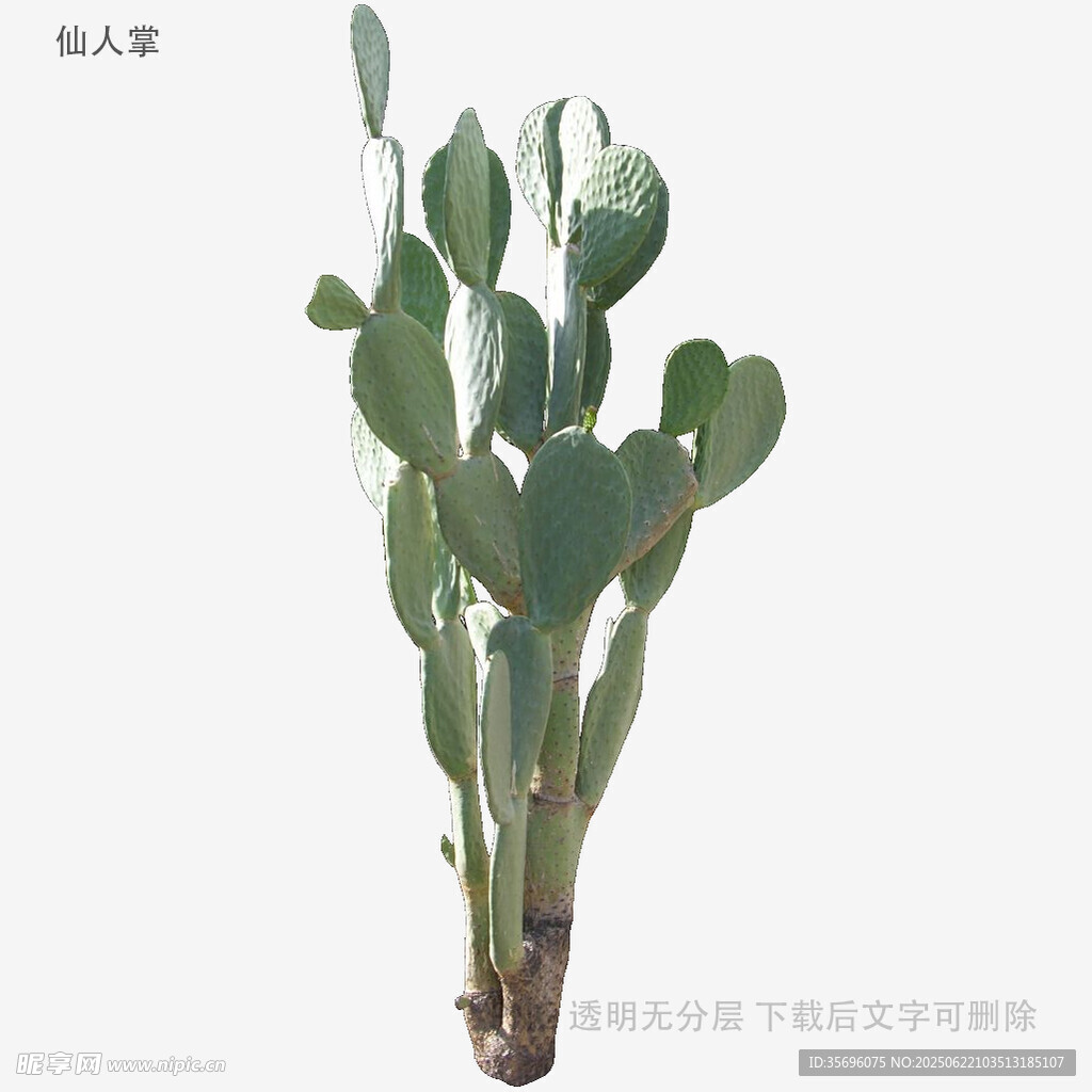 直立仙人掌植物特寫
