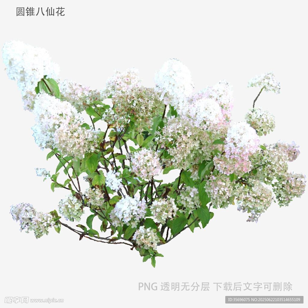 淡紫色繡球花特寫