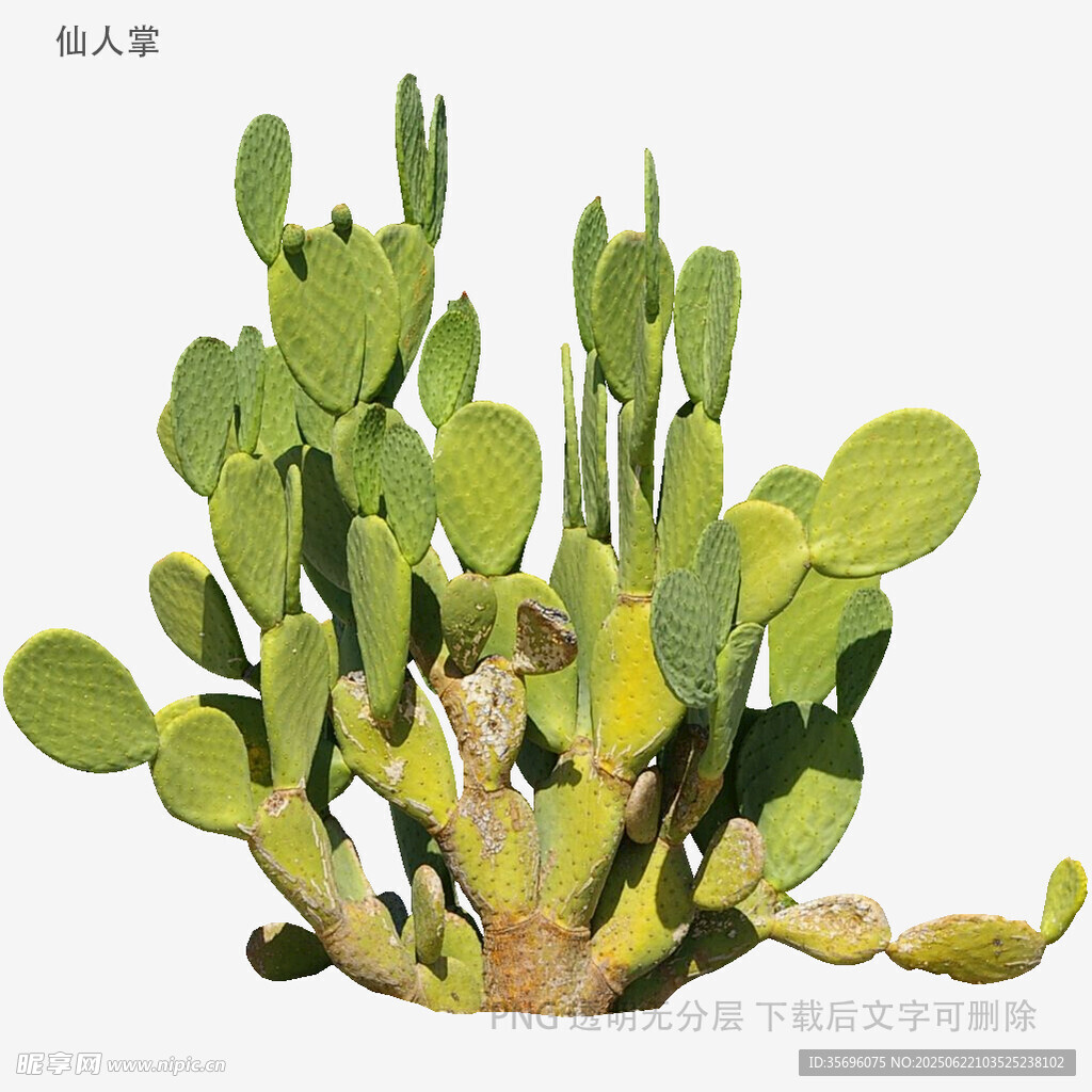 翠綠仙人掌植物特寫