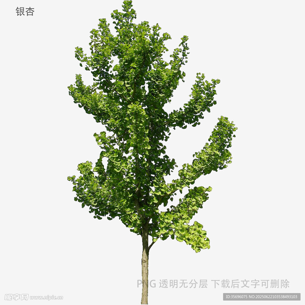 單棵綠樹展示