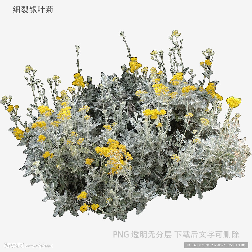 銀葉菊與小黃花植物組合