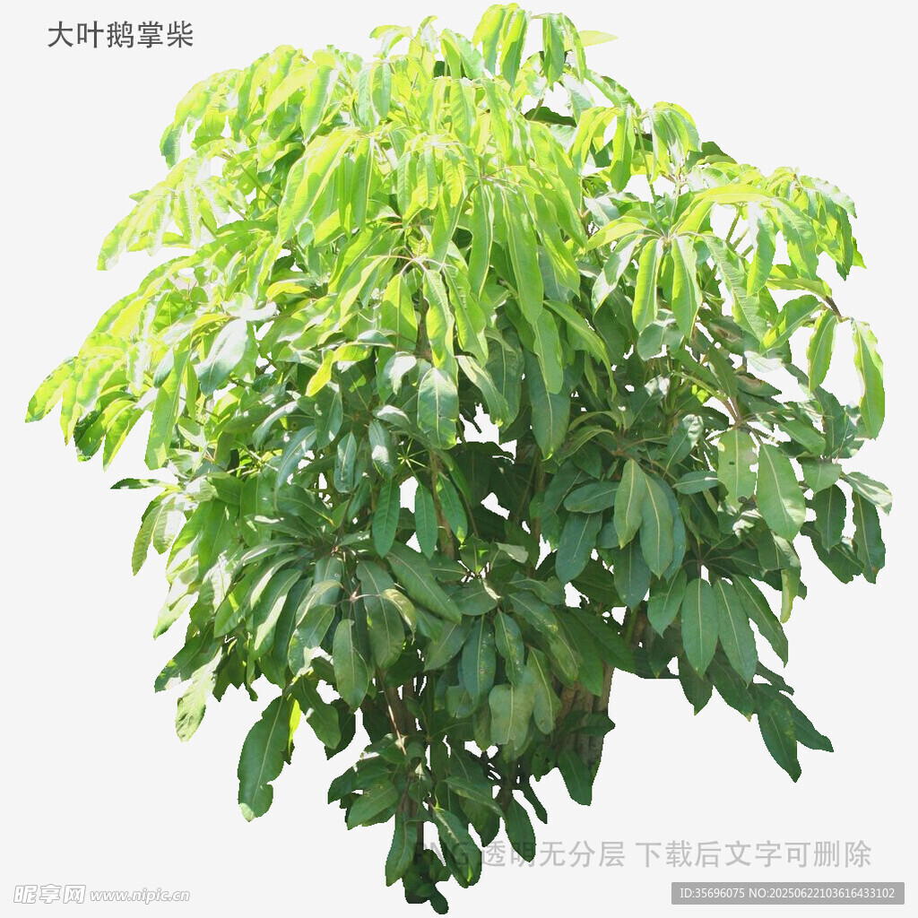 植物