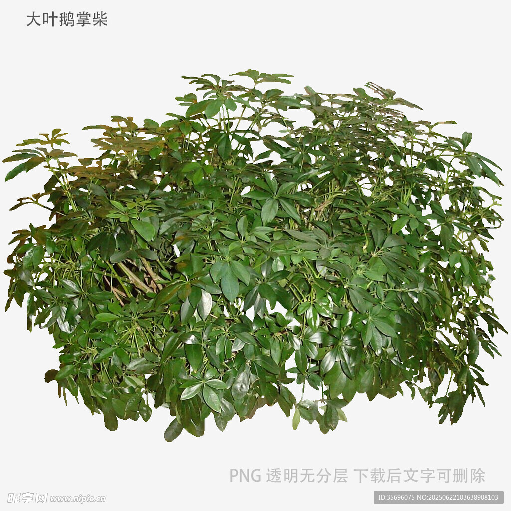 茂盛綠植盆栽