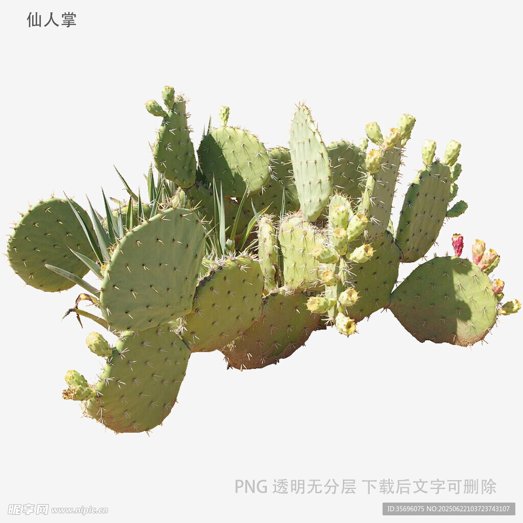 翠綠仙人掌特寫