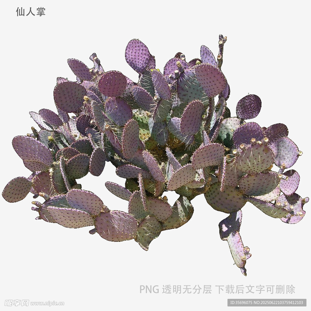 紫葉多肉植物特寫