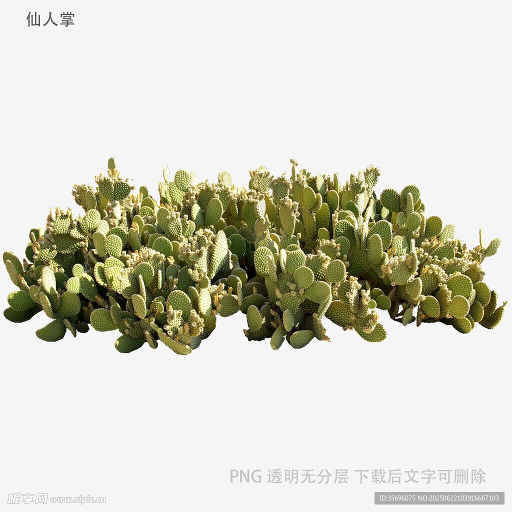 翠綠多肉植物組合