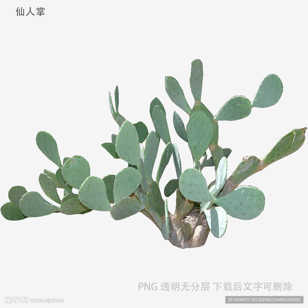 翠綠圓潤(rùn)仙人掌植物特寫(xiě)