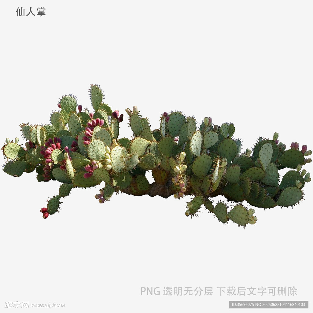 帶紅果的仙人掌植物特寫