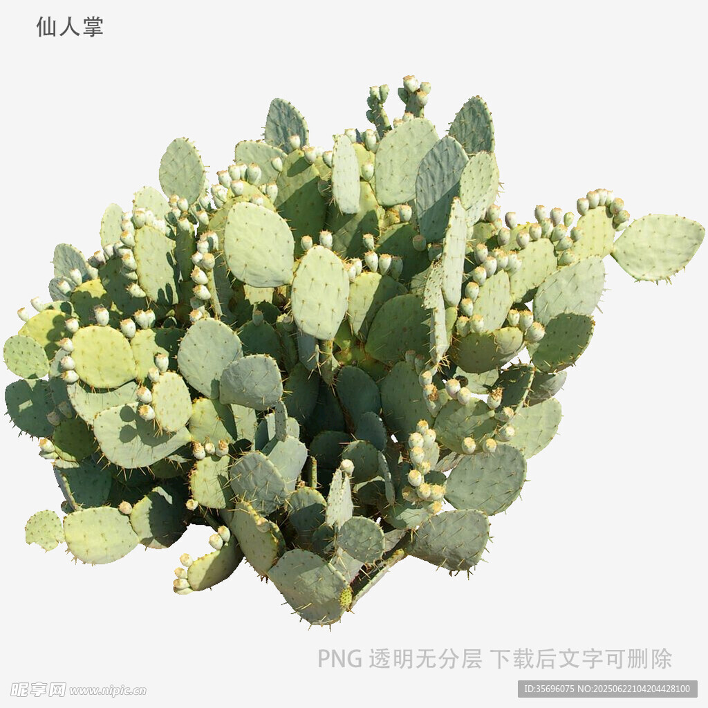 翠綠仙人掌盆栽