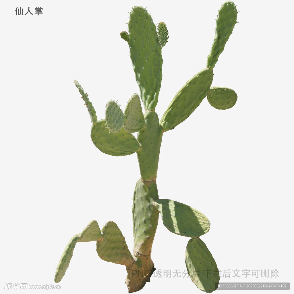 翠綠仙人掌特寫
