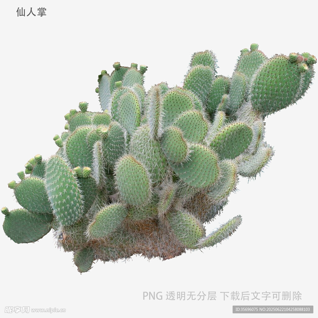 群生仙人掌特寫