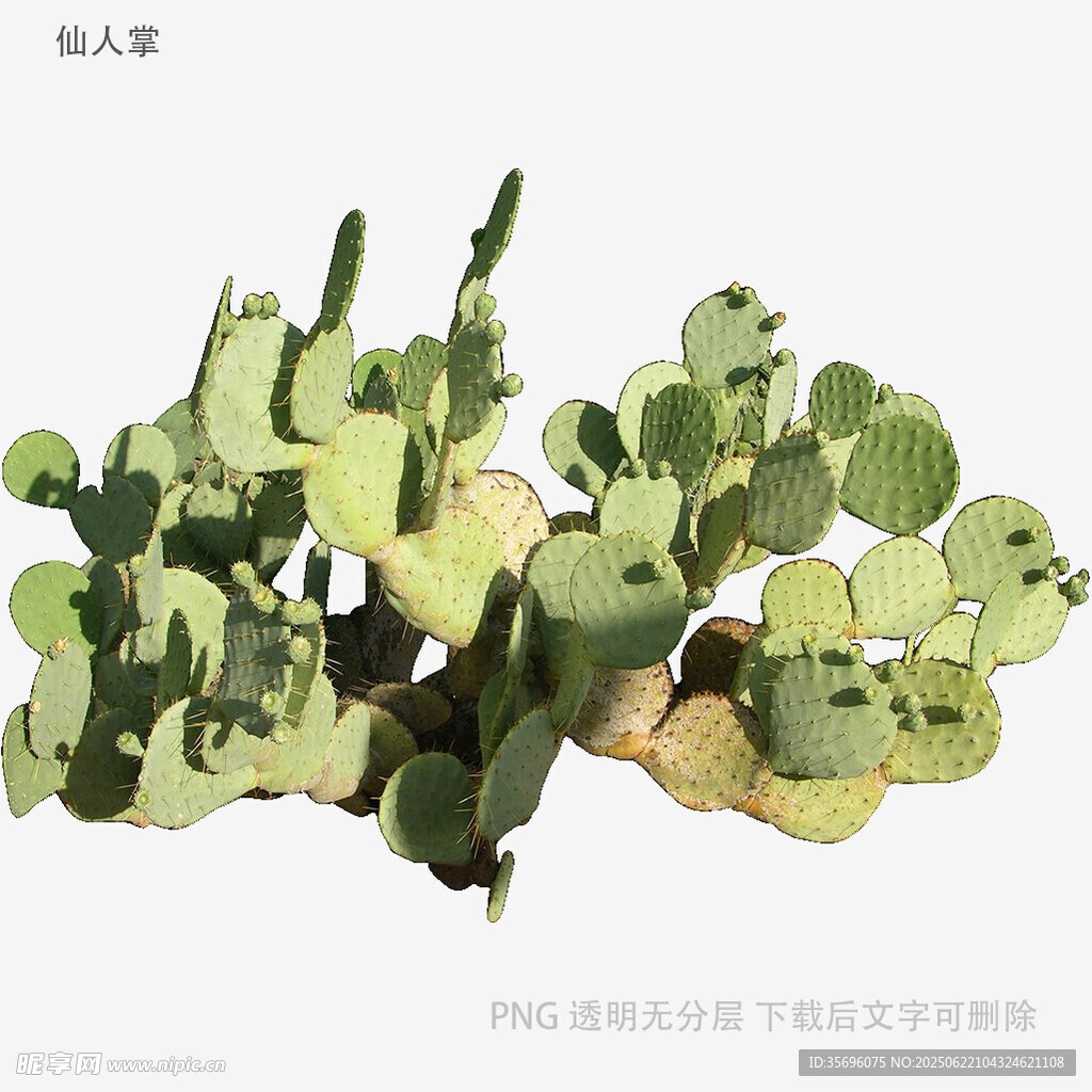 翠綠多肉植物特寫