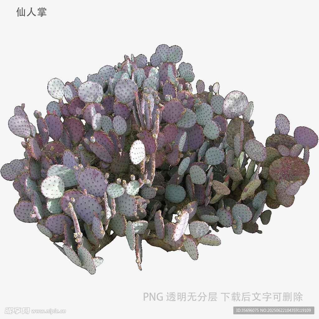 多彩夢幻多肉植物組合