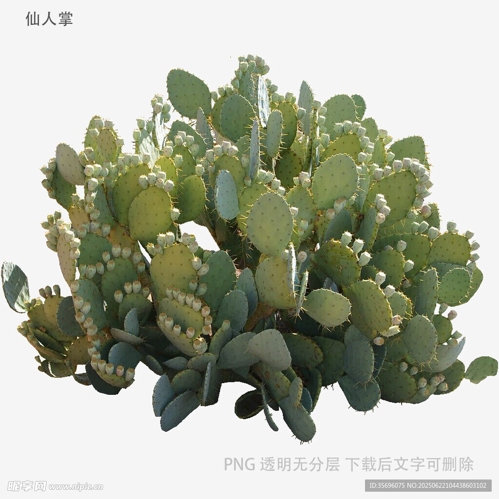 翠綠多肉植物特寫