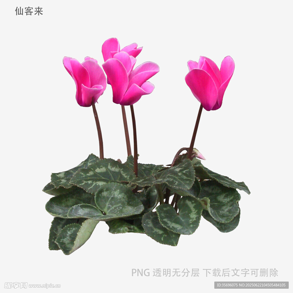 粉色仙客來盆栽花卉