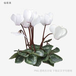 仙客來(lái)花卉特寫